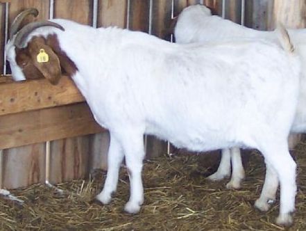 What is the average gestation period for a goat?